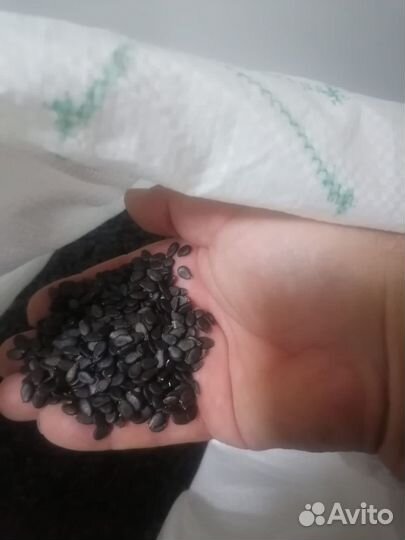 Раст ениводство продам семена