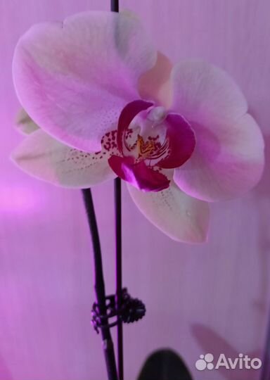 Орхидея фаленопсис