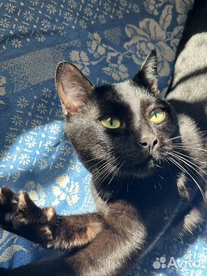 Отдам Котика;)