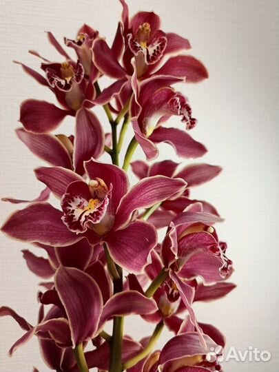 Орхидеи Цветы Букет Альстромерии