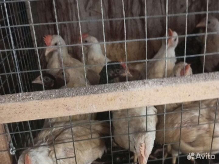 Цыплята, куры доминант 959