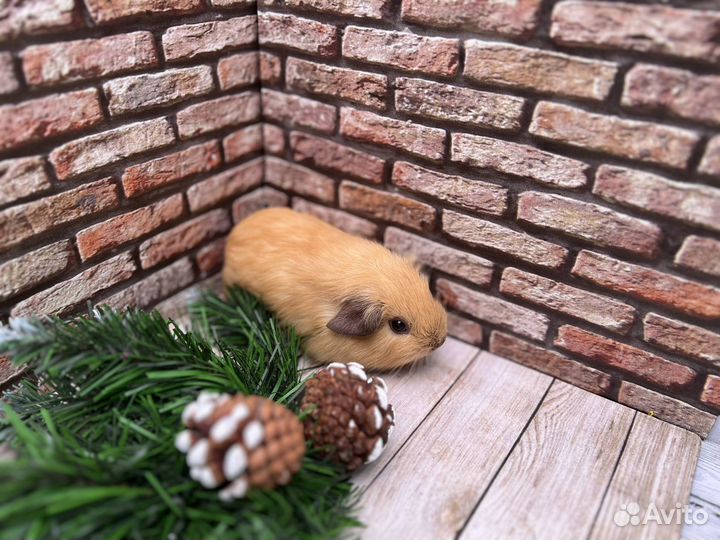 Морская свинка Калифорния крем с шп, мальчик