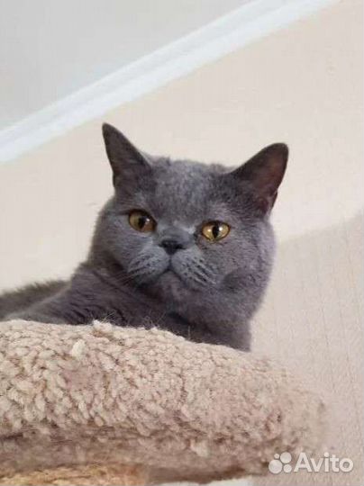 Британский мальчик Шер 1,5года привит кастрирован