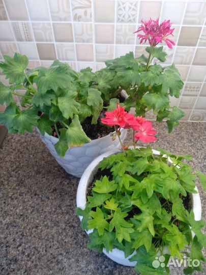 Пеларгония герань мини