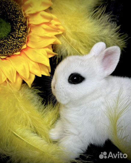 Кролик высокопородный мини