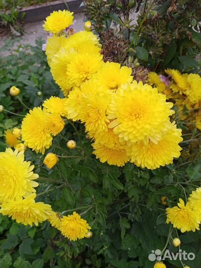 Срезка хризантем