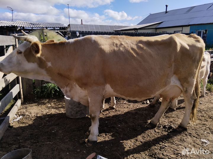 Продажа крс