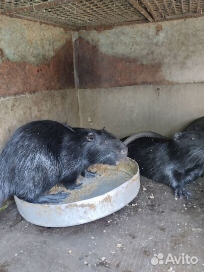 Нутрии на племя