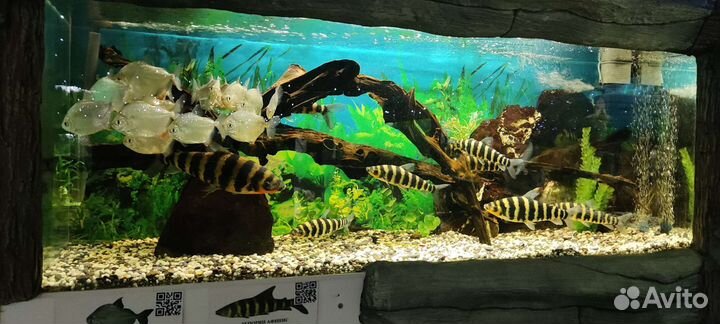 Аквариум 1000 л террариумы черепашники