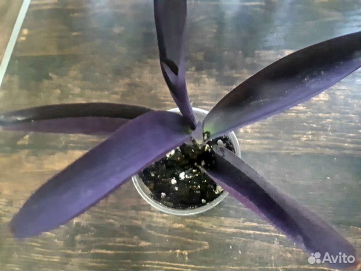 Традесканция фиолетовая