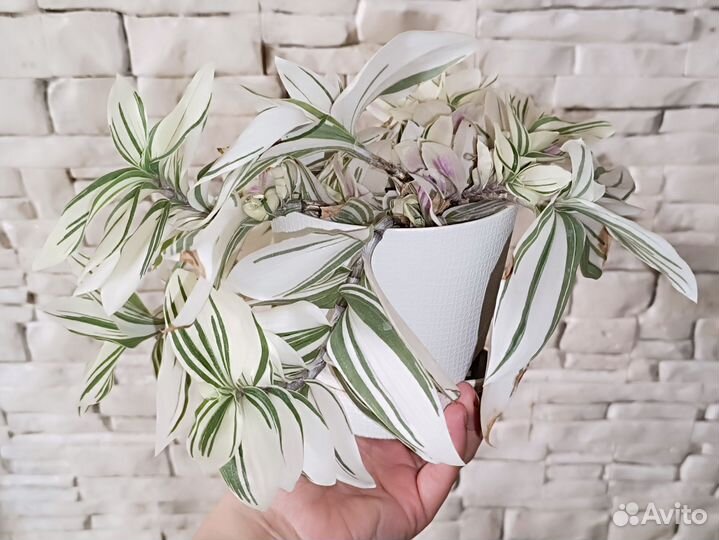 Традесканция