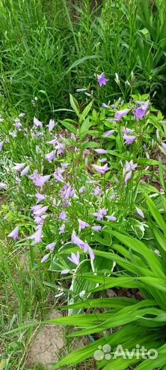 Колокольчики садовые