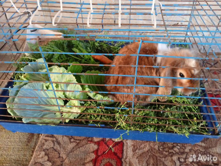 Продам декоративного кролика за 1300