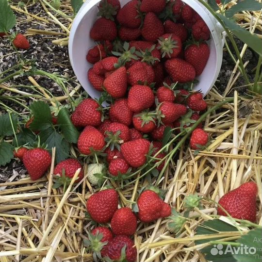 Рассада земляники садовой 