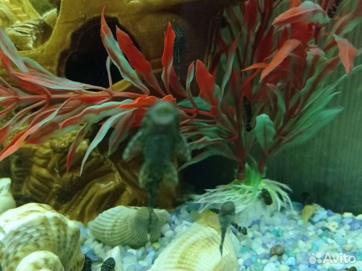 Сомики анциструсы