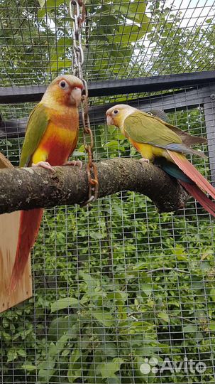 Пиррура птенцы