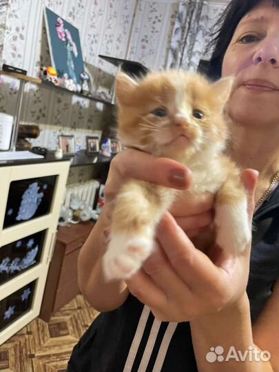 Котята в добрые руки бесплатно