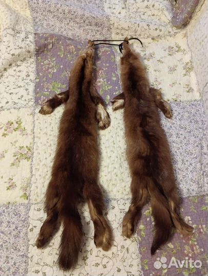 Шкуры соболя