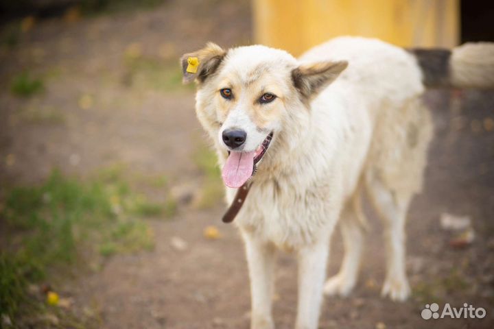 Собака в добрые руки