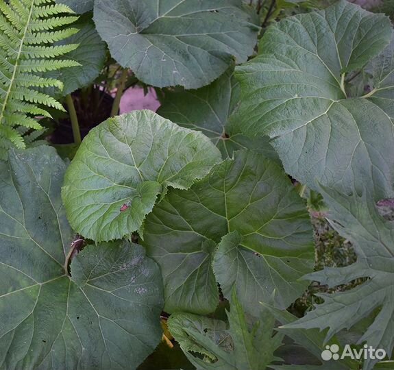 Белокопытник, Папоротник, Ирис сибирский, болотный