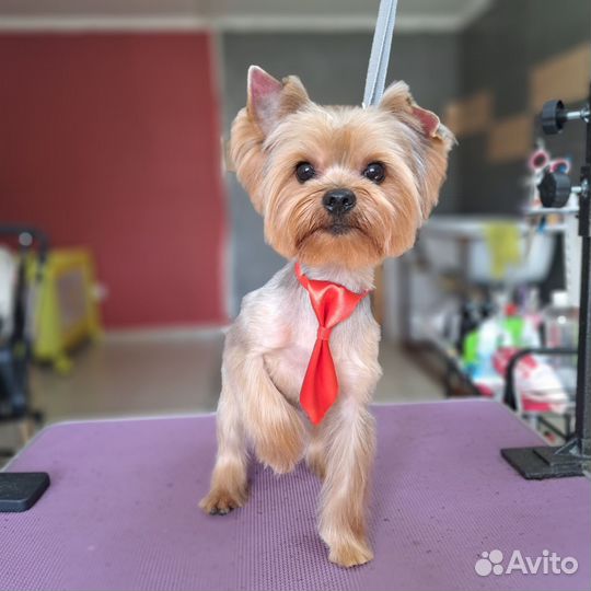 Груминг,стрижка собак,стрижка кошек,грумер