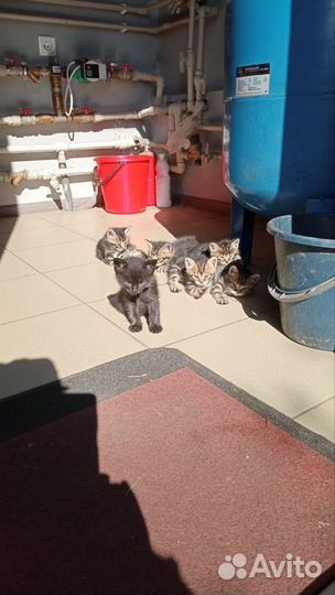Отдам котенка в добрые руки