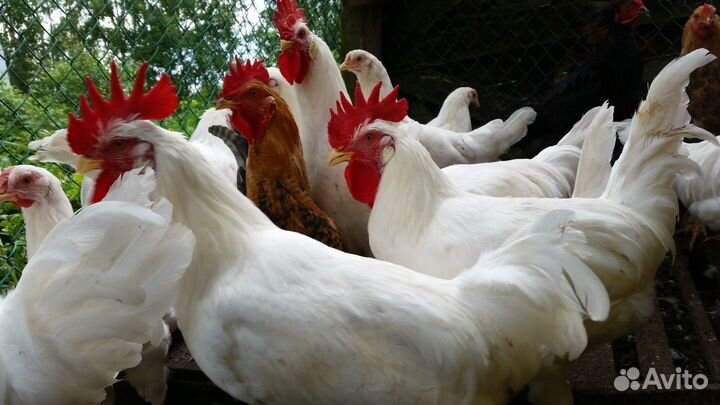 Продам яйцо инкубационное, куры, гуси, утки