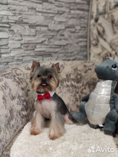 Йоркширский терьер