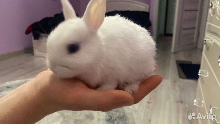 Декоративные кролики гермелин бронь для Натальи