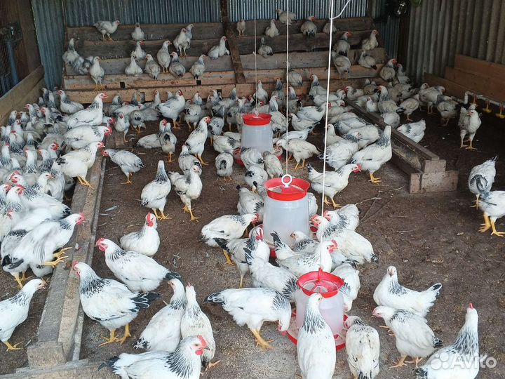 Молодые петушки