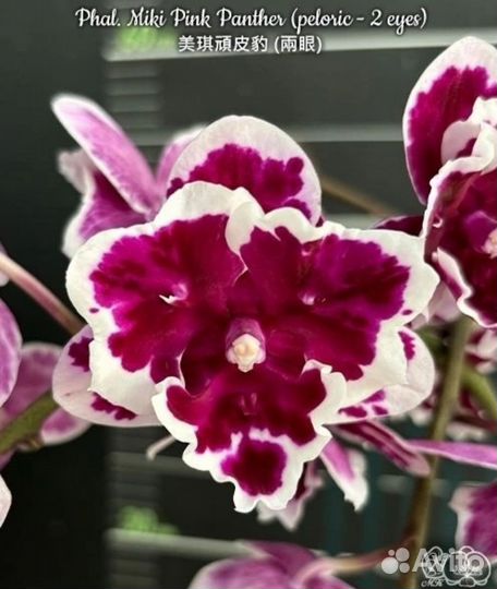 Орхидея бабочка