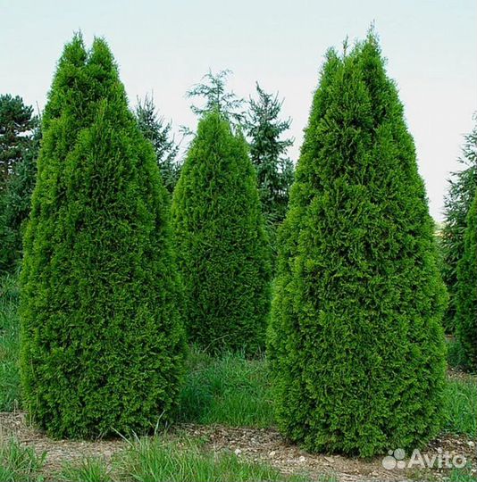 Туя смарагд саженцы