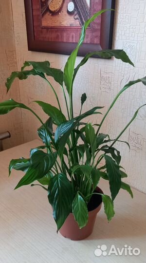 Спатифиллум