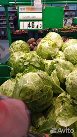 Семена фацелии