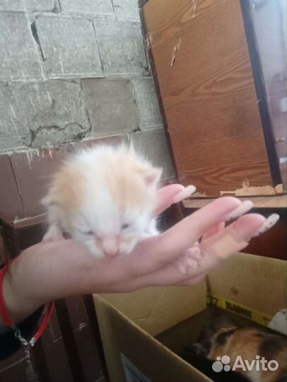 Котята мальчики на бронь