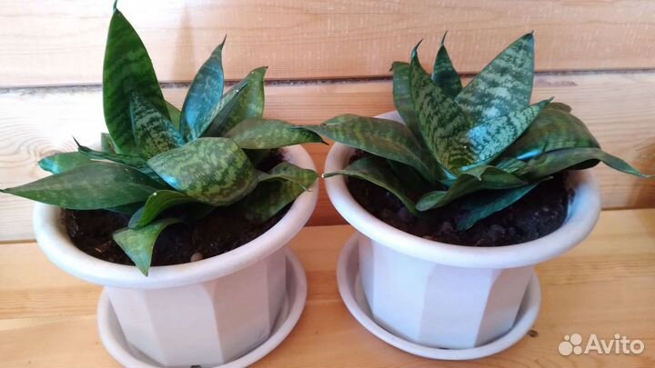 Сансевиерия