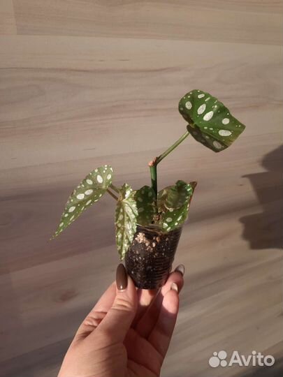 Бегония макулата