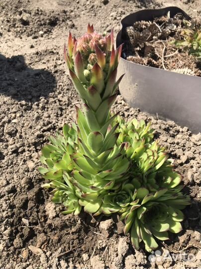 Молодило гибридное Mahogany (Каменная роза)