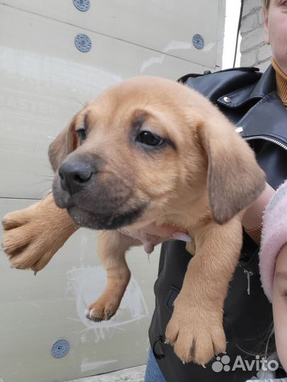 Собака в добрые руки отдам бесплатно