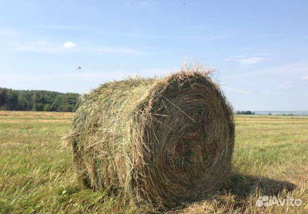Сено 2023. Доставка бесплатно