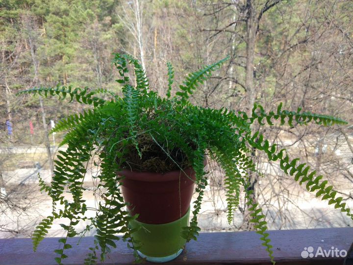 Комнатные растения, цветы