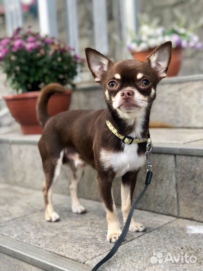 Вязка кобель чихуахуа