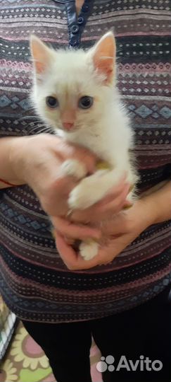 Котёнок ищет дом