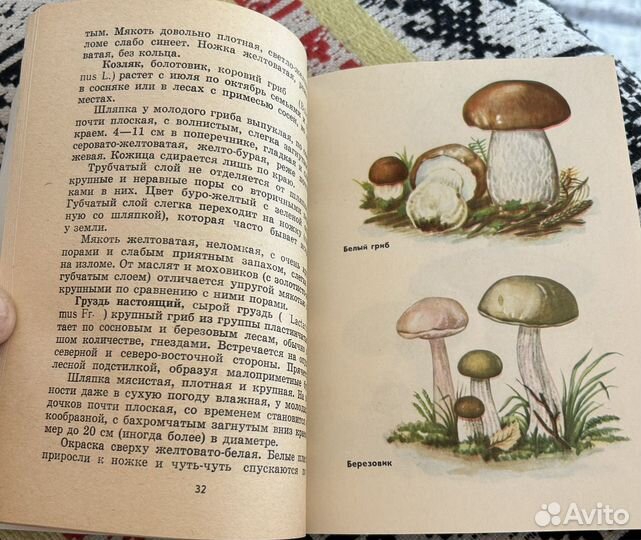 Книжка грибы, все о грибах 1974 год