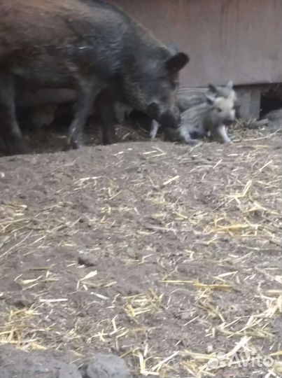 Дикие кабанята