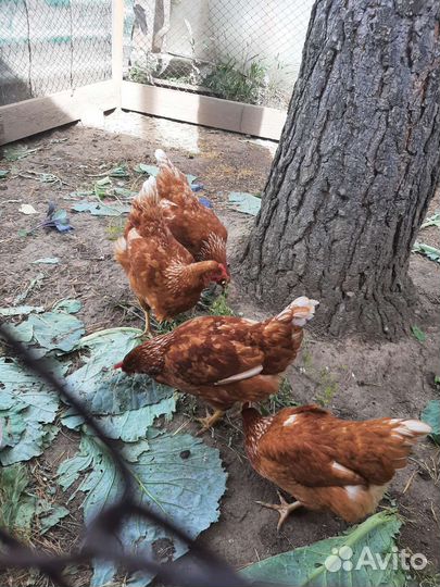 Куры несушки