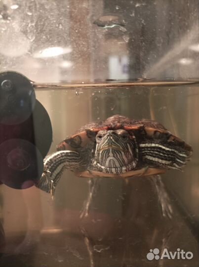 Красноухая черепаха бесплатно