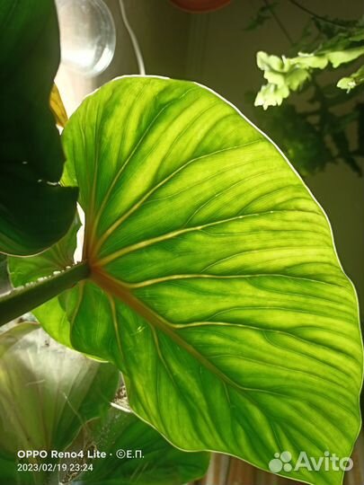 Филодендрон Пловмани