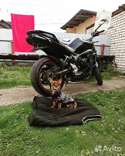 Вязка кобель чихуахуа