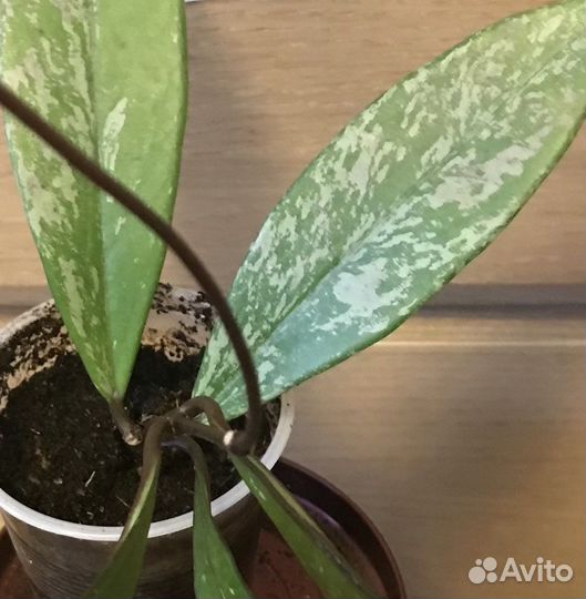 Хойя Грацилис и Публикалис splash